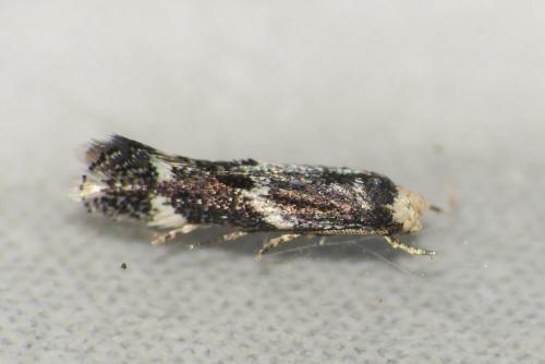 Elachista stabilella